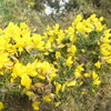 Gorse Bush just in bloom