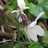 Spring Wild Flower