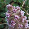 Butterbur