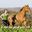 Horse Lovers