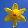 Fresh Daffodil