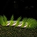 Green caterpillar