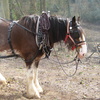 Clydesdale Working Horse