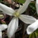 ClamatisFlower.jpg (roof etc 001.jpg)