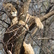 Tiger In A Tree
