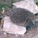 hedgehog.jpg (hedgehog.jpg)