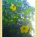 Yellow Flowers (mums cam 040.jpg)