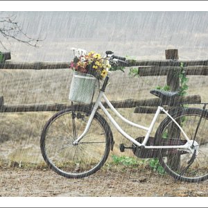 rain5544.gif (rain5544.gif)