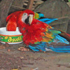 ParrotAmazonDickA.jpg