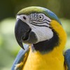 parrot bird.jpeg