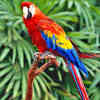parrot-0016.jpg