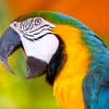 Parrot.jpg