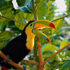 exotic-parrot-wallpaper.jpg