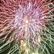 Fireworks (Fireworks.jpg)