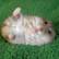 Hamster (Hamster.jpg)