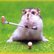 Hamster (Hamster.jpg)