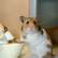 Hamster (Hamster.jpg)