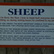 Sheep (PIC_0032.JPG)