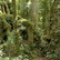 Queensland Rainforest (PIC_0009.JPG)