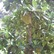 JackFruit Tree (jackfruit.JPG)