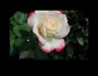You are the Love of my Life (You Are The Love Of My Life.flv)