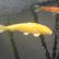 Golden Carp-Koi Fish (Golden koi.jpg)