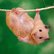 Just Hangin Around (hamster2.jpg)