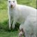 White kangaroo (white_kangaroo_2.jpg)