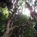 Jabuticaba (grape.jpg)