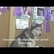 husky.jpg