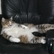 Spyder taking it easy (CIMG0519.JPG)